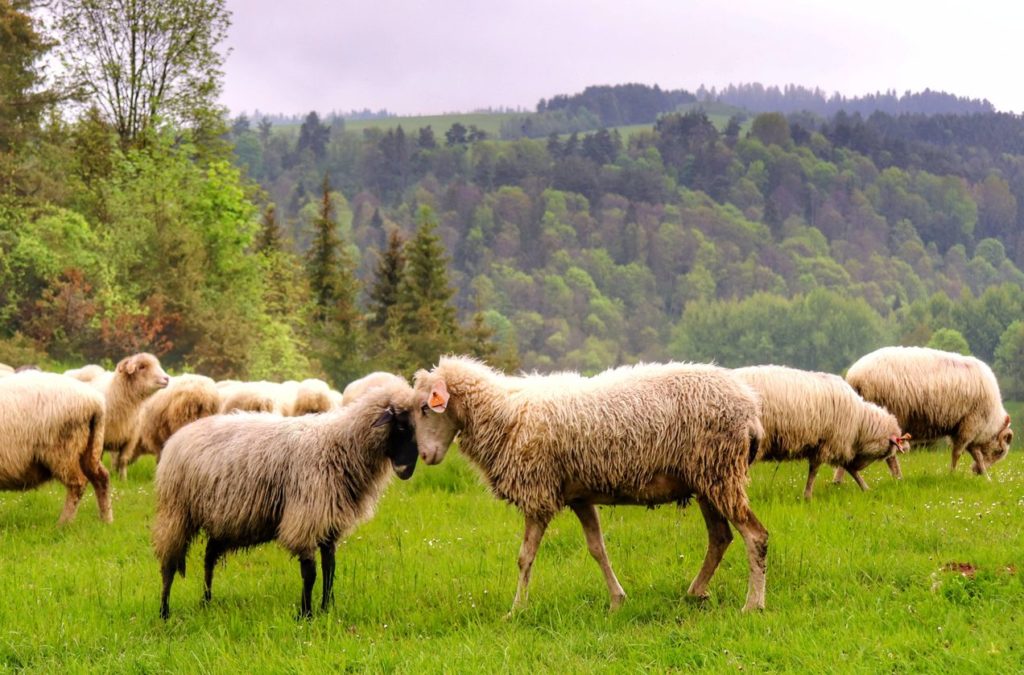 Dwie owieczki stykające się głowami, wypas owiec w Pieninach, polana