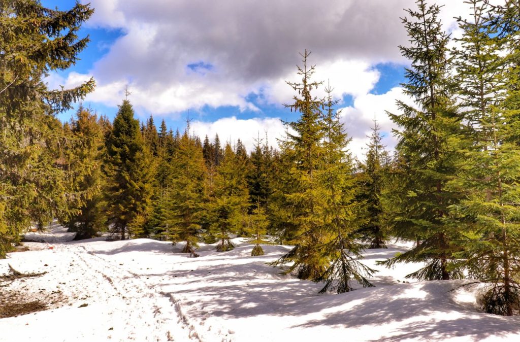 Leśna droga, wiosenny śnieg, niebieskie niebo z białymi chmurami, Beskid Żywiecki