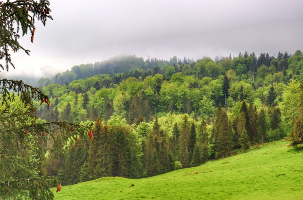 Małe Pieniny, widok rozciągający się z drogi prowadzącej do Schroniska pod Durbaszką z Jaworek, drzewa, polana