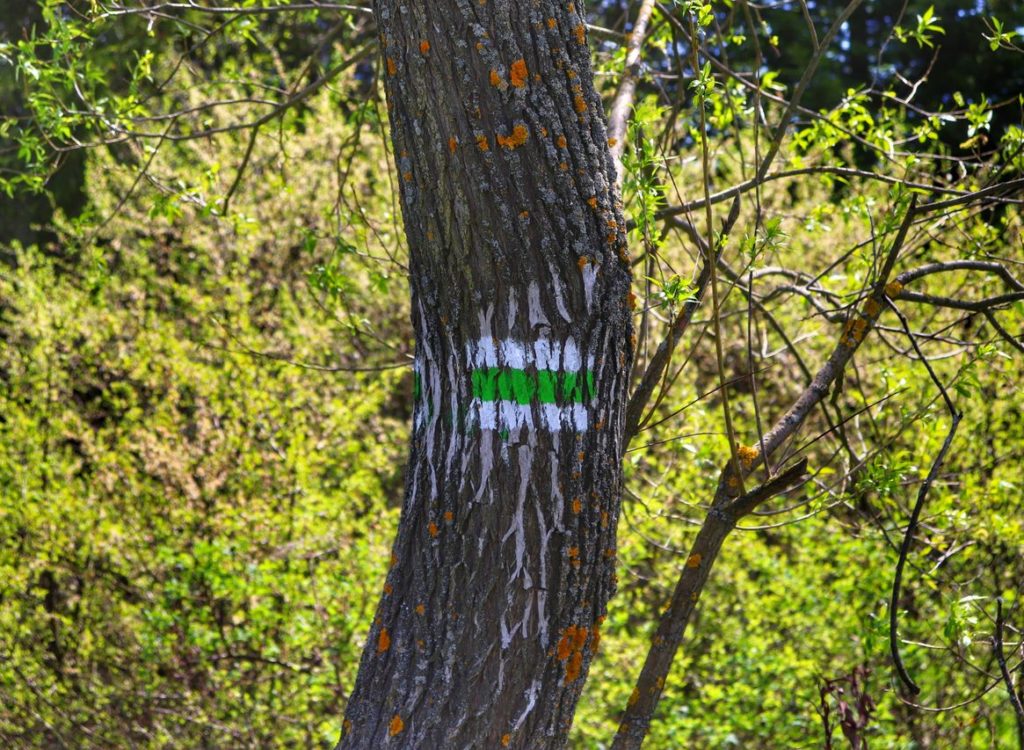 Oznaczenie szlaku zielonego na drzewie - Dursztyn