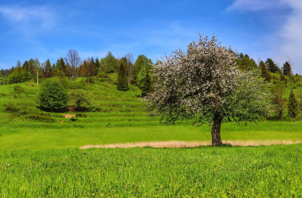 Pieniny okolice Rezerwatu Biała Woda, polana, kwitnące drzewo, niebieskie niebo
