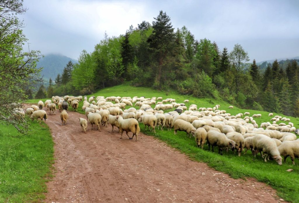 Pieniny - okolice Jaworek, pienińska polana, wypas owiec