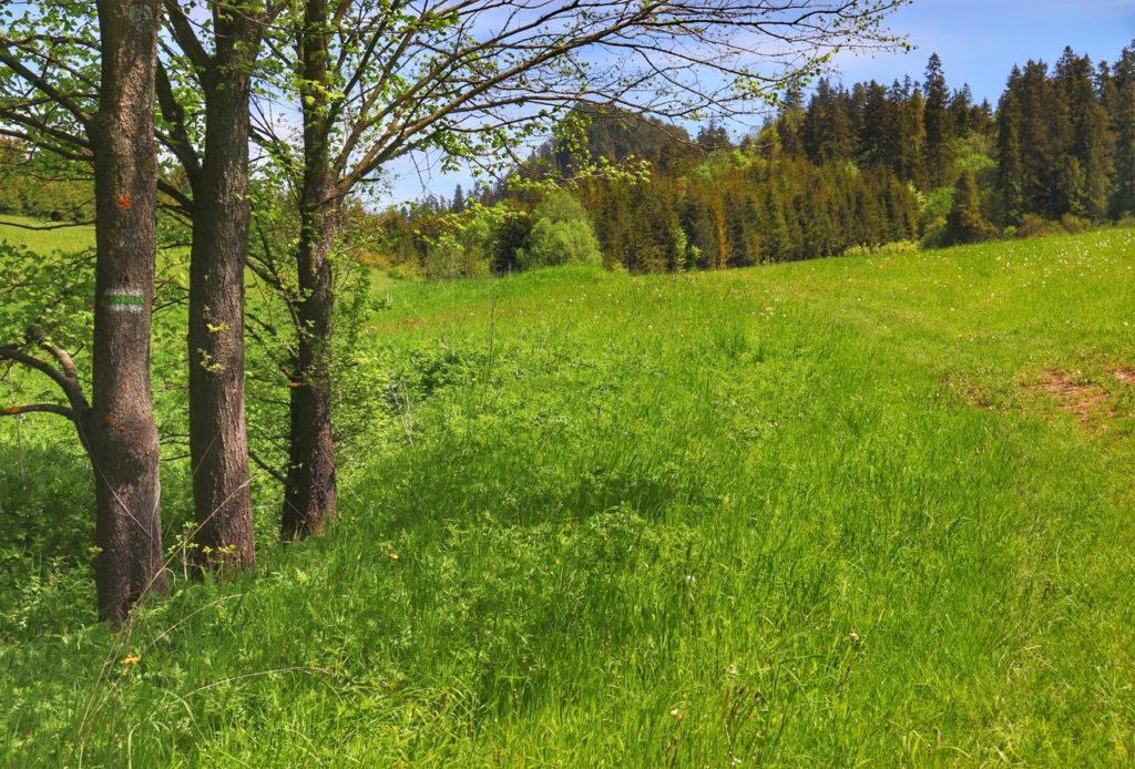 Polana, drzewa, oznaczenie szlaku zielonego - Lorencowe Skałki
