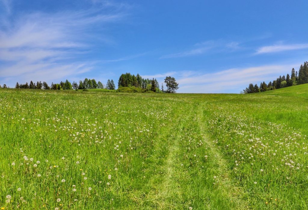 Polana w Pieninach Spiskich na zielonym szlaku idącym w kierunku Lorencowych Skałek