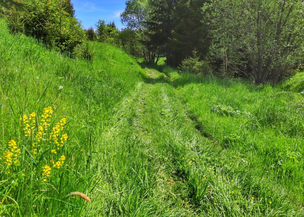 Polna ścieżka, trawa, polne kwiaty, szlak zielony - Lorencowe Skałki