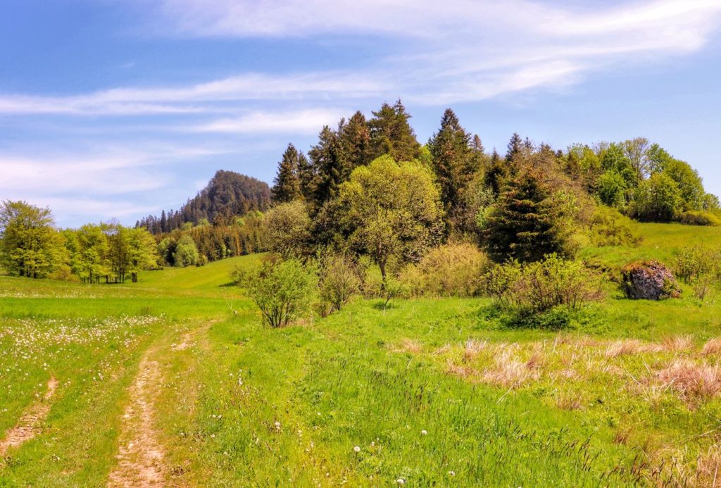 Polna droga na zielonym szlaku w Pieninach Spiskich - Lorencowe Skałki
