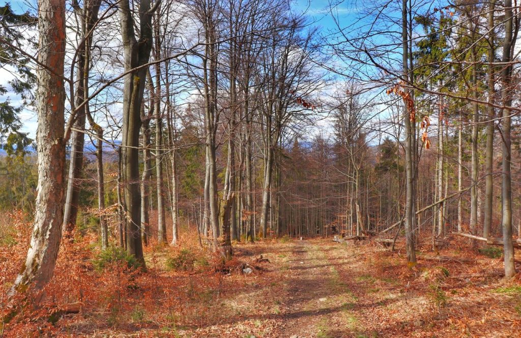 Szeroka droga leśna na niebieskim szlaku granicznym idącym w kierunku Trzech Kopców - Beskid Żywiecki