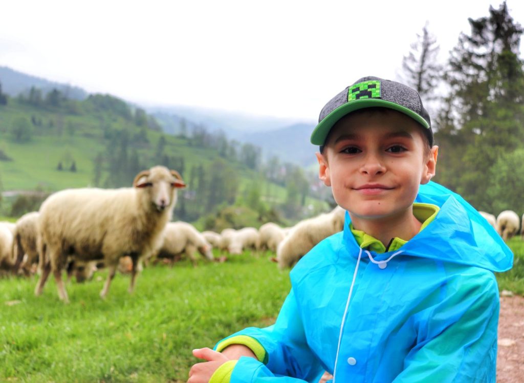 Uśmiechnięte dziecko na tle stada owiec w Pieninach