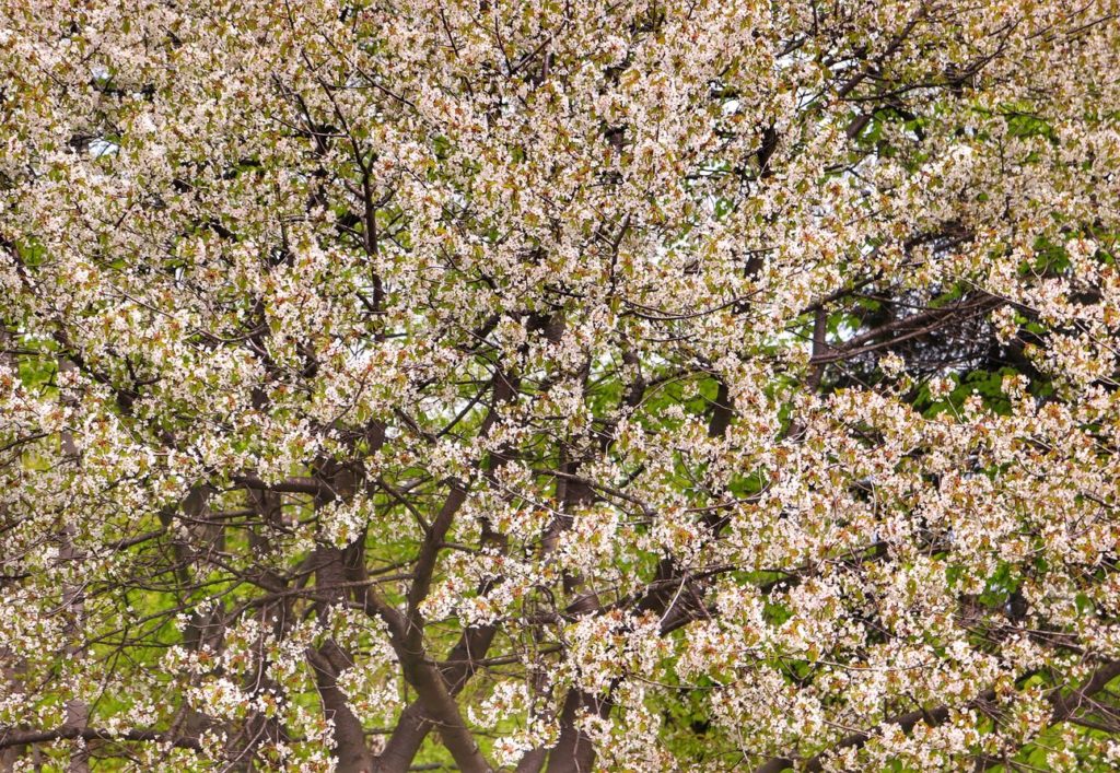 Wiosenne drzewo