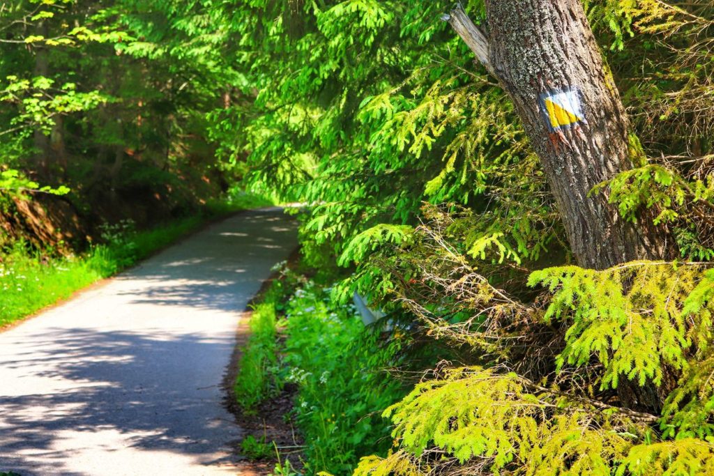 Droga leśna, oznaczenie szlaku żółtego spacerowego na drzewie - Istebna