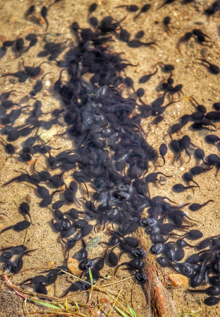 Małe czarne kijanki pływające w Zbiorniku retencyjnym Olza w Istebnej