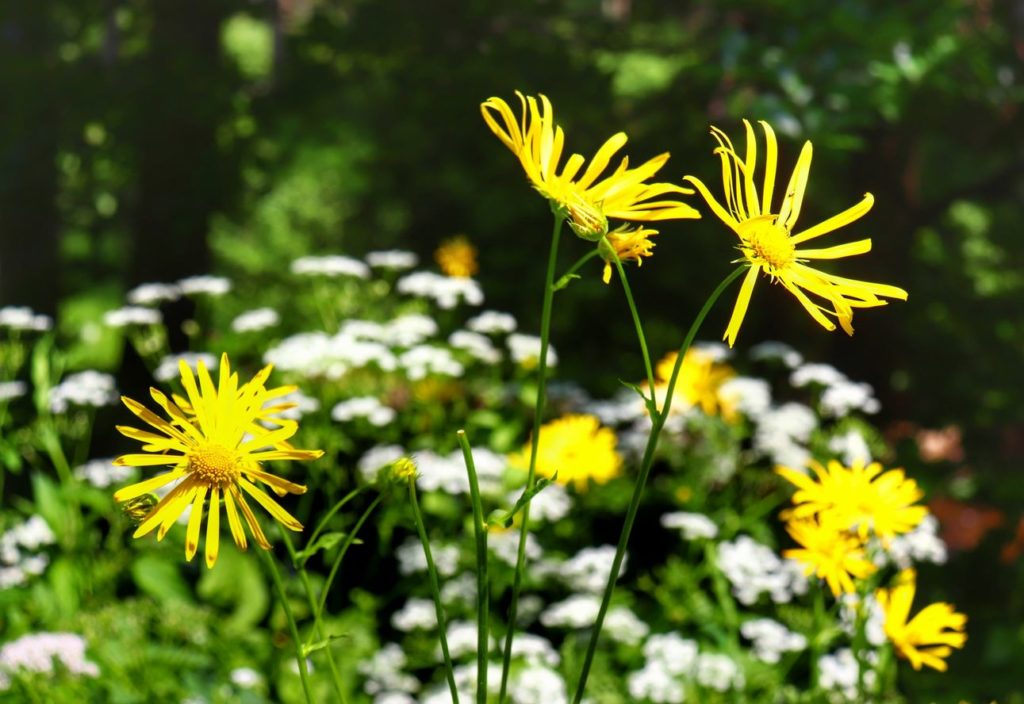 Omieg górski - roślina, kwiaty w kolorze żółtym, Beskid Śląski