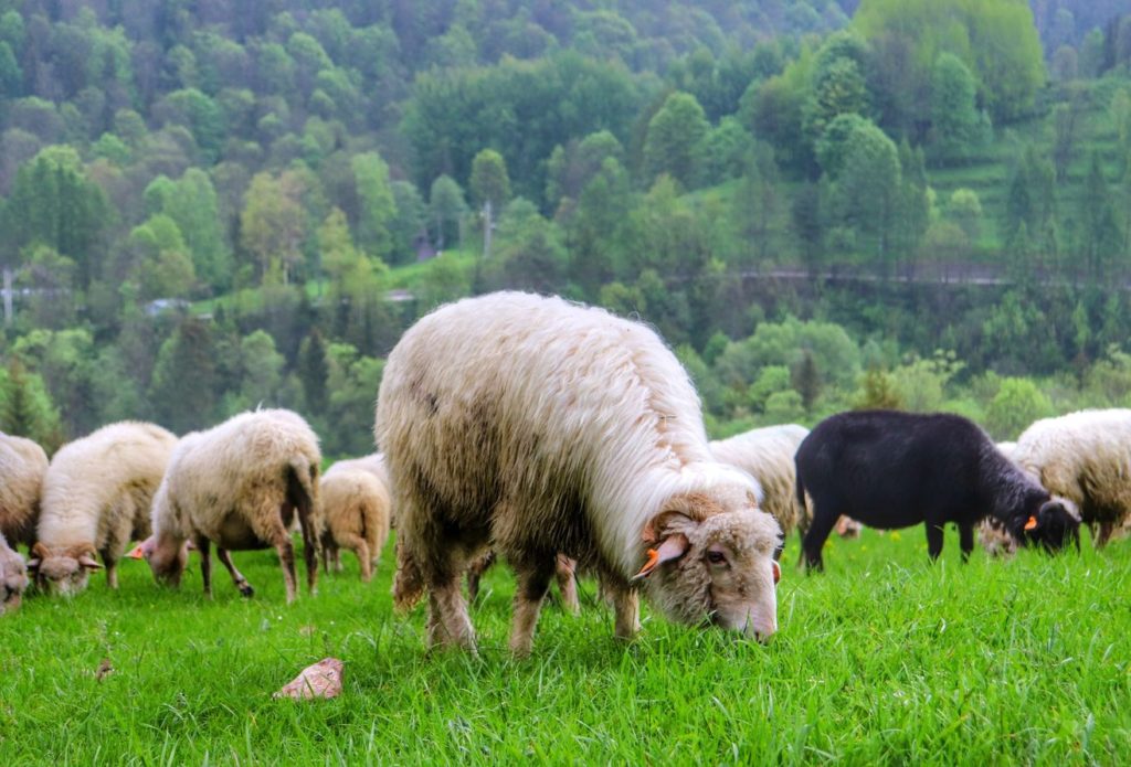 Owce, polana, Pieniny Małe - Jaworki