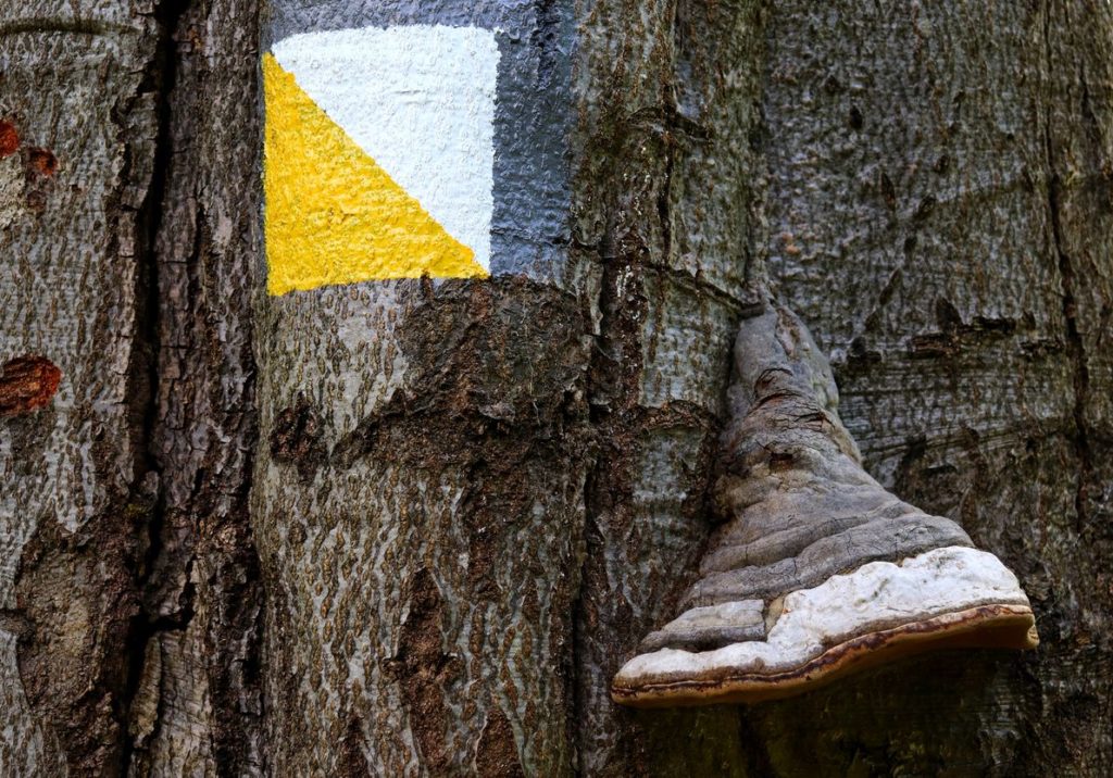 Oznaczenie żółtego szlaku spacerowego na pniu drzewa