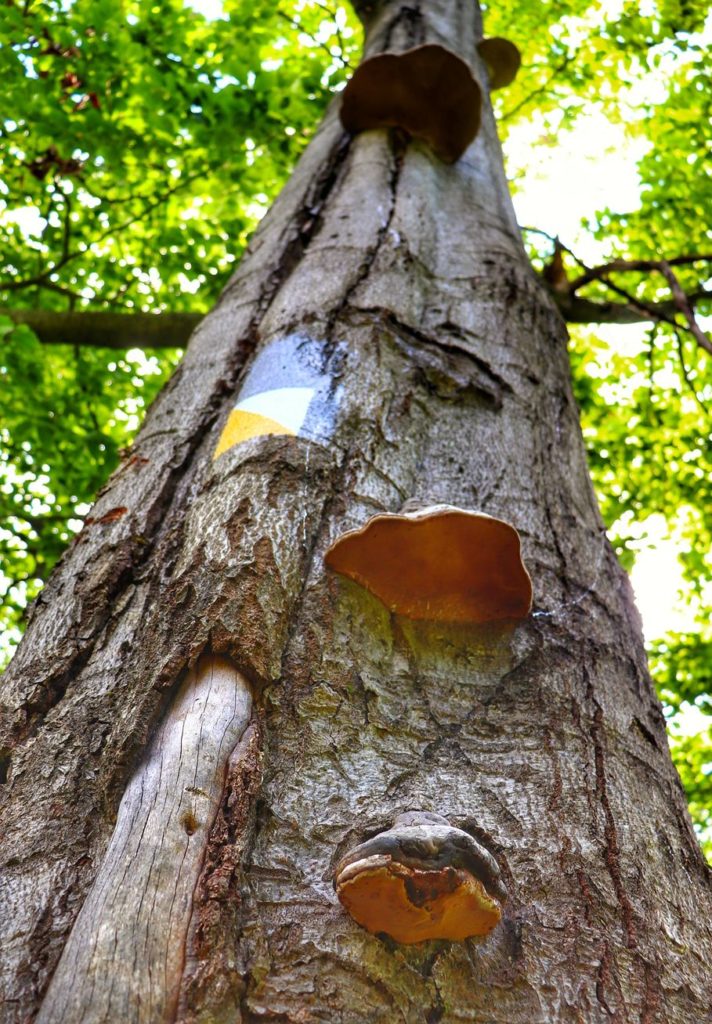Pień drzewa, oznaczenie żółtego szlaku spacerowego