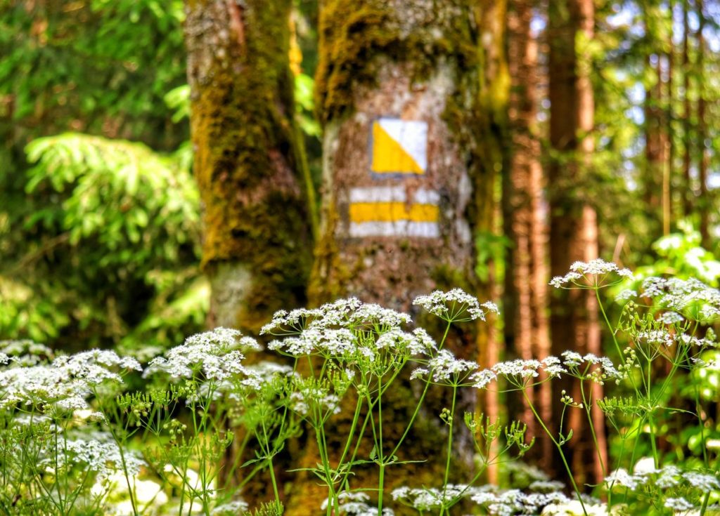 Roślina - trybula leśna, oznaczenie szlaku żółtego oraz szlaku żółtego spacerowego na drzewie, Istebna