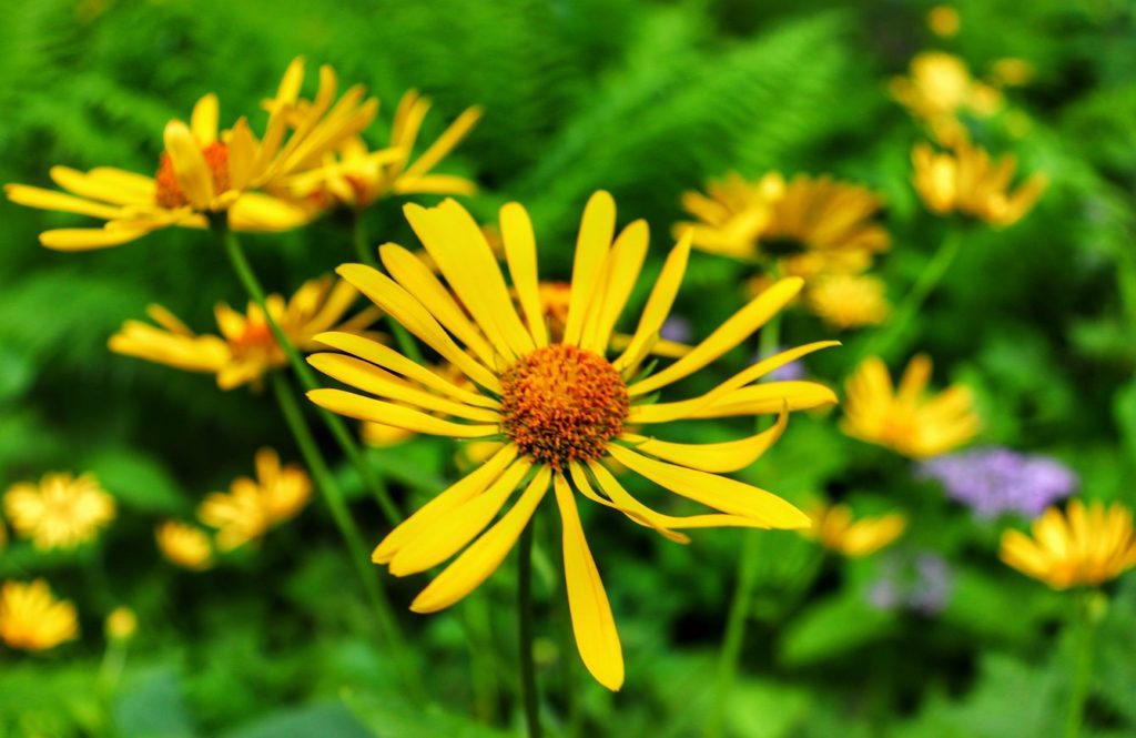 Roślina w kolorze żółtym - Omieg górski, Beskid Śląski