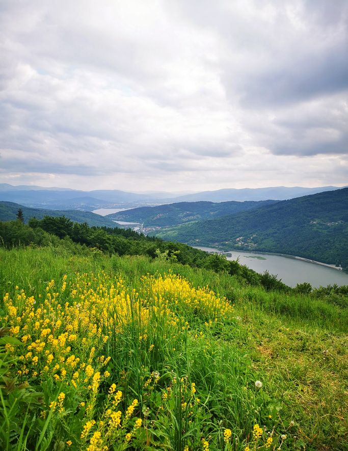 Widok na Jezioro Międzybrodzkie oraz Jezioro Żywieckie z Góry Żar w Beskidzie Małym, żółte kwiaty