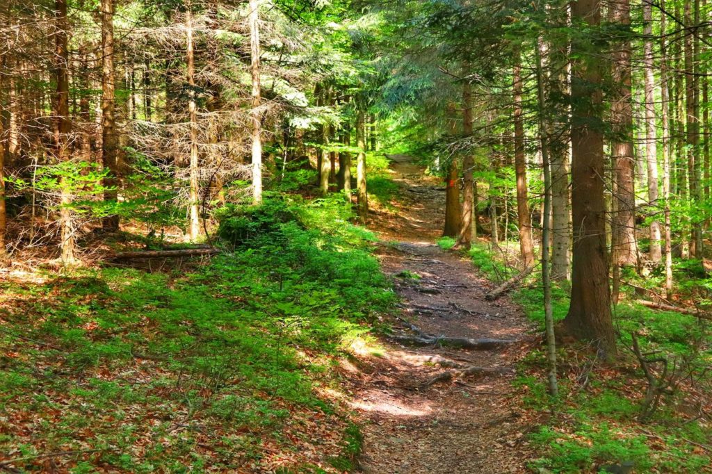 Ścieżka prowadząca przez las - Beskid Śląski, piękny i słoneczny dzień