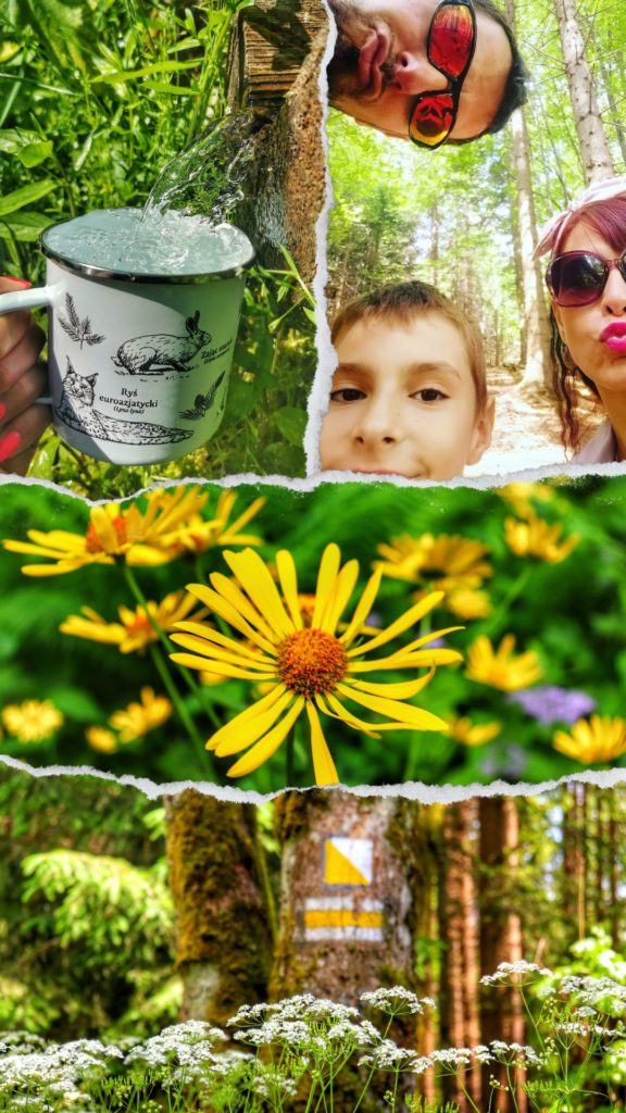 Źródła Olzy - szlak żółty spacerowy Istebna, rodzina z dzieckiem, leśne kwiaty