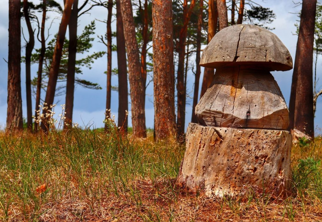 Drewniany grzyb na ścieżce ze Wsi Wicie do Mierzei na Jeziorze Kopań