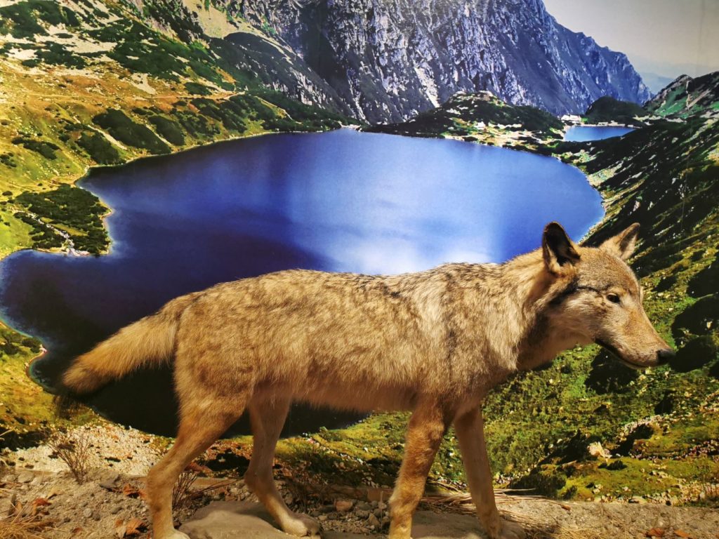 Eksponat - wilk na tle tatrzańskiego jeziora, Zagroda Żubrów Pszczyna