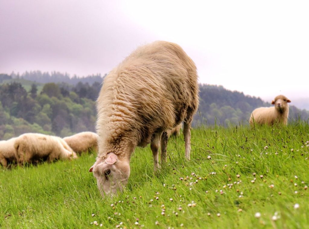Jaworki, pienińska polana, owieczki