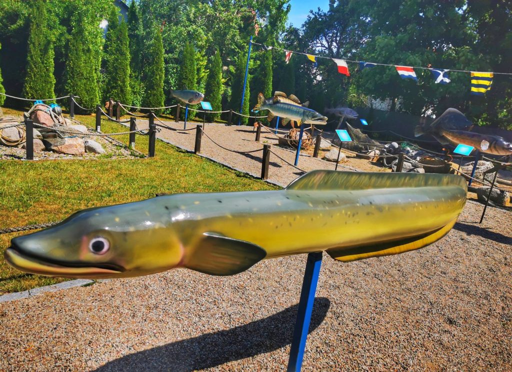 Makieta ryby WĘGORZA - szlakiem dużych ryb w Jezierzanach