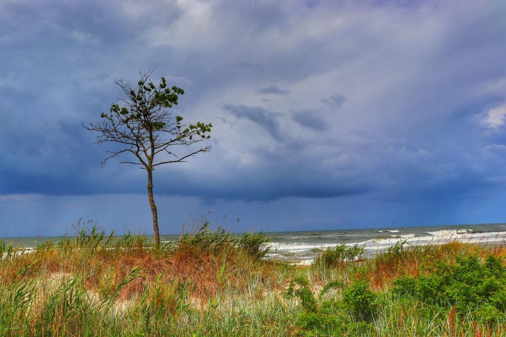 Mierzeja Kopań, widok na wzburzone Morze Bałtyckie, drzewo