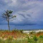 Mierzeja Kopań, widok na wzburzone Morze Bałtyckie, drzewo