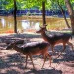 Mieszkańcy zagrody żubrów w Pszczynie