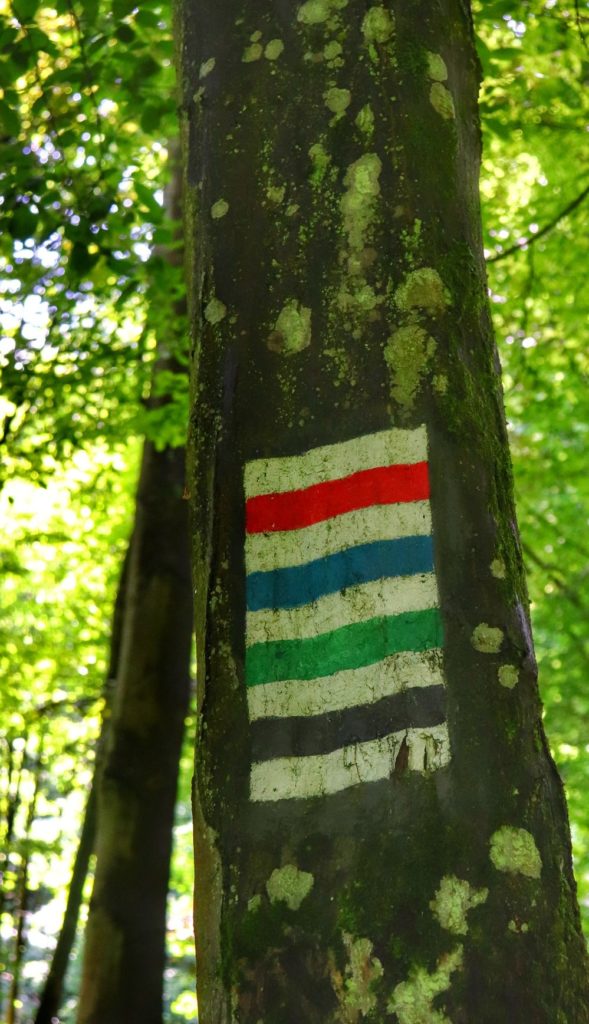 Oznaczenie szlaku czerwonego, szlaku niebieskiego, szlaku zielonego i szlaku czarnego na drzewie w Ojcowskim Parku Narodowym