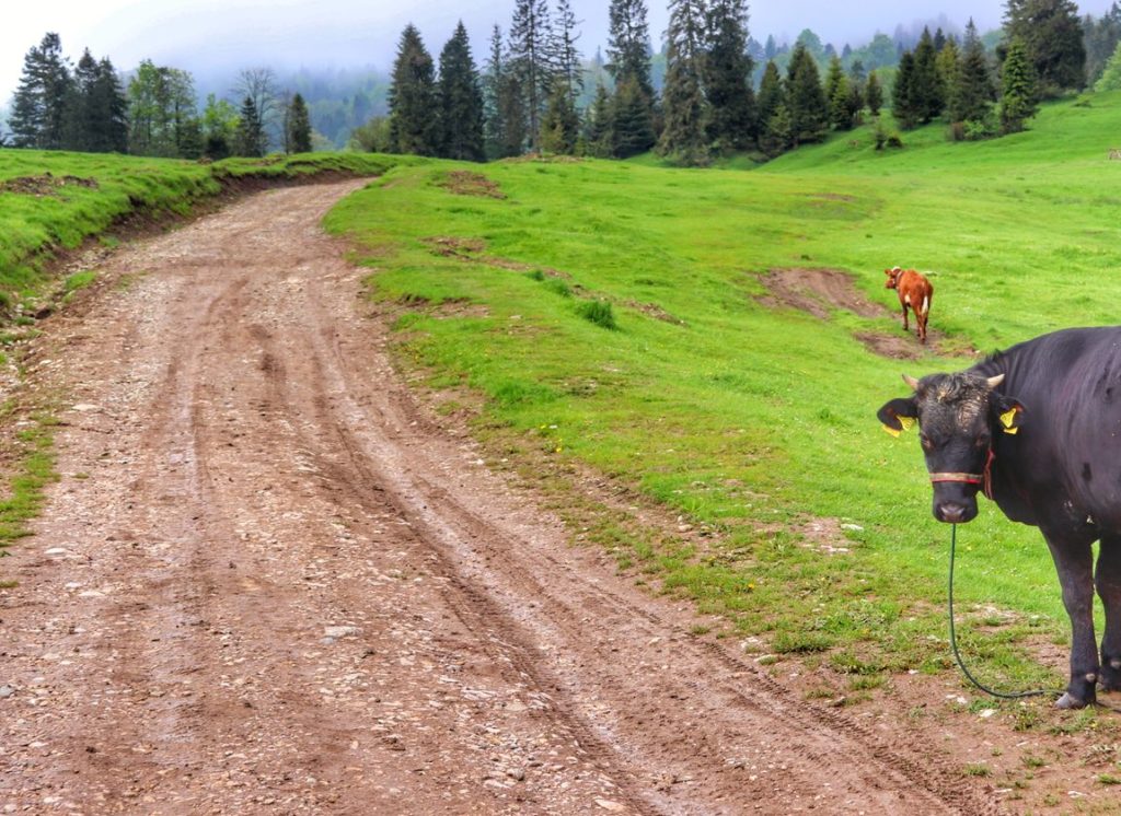 Małe Pieniny, polana, krowy, szeroka droga prowadząca do schroniska pod Durbaszką, Jaworki