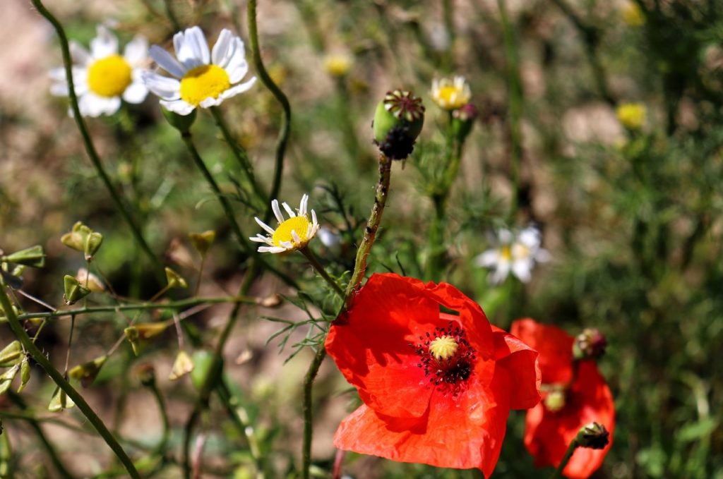 Polne kwiaty, czerwone maki, pole w Cisowie