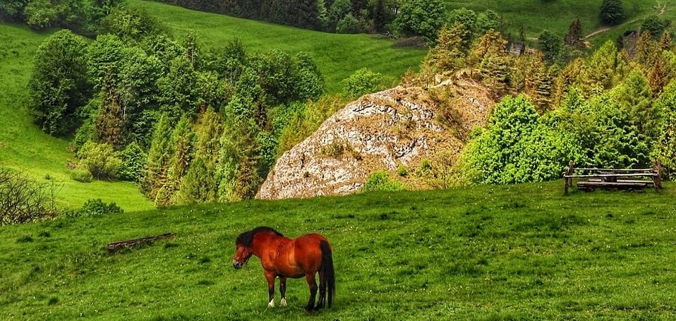 Rezerwat Biała Woda w Pieninach – Przełęcz Rozdziela