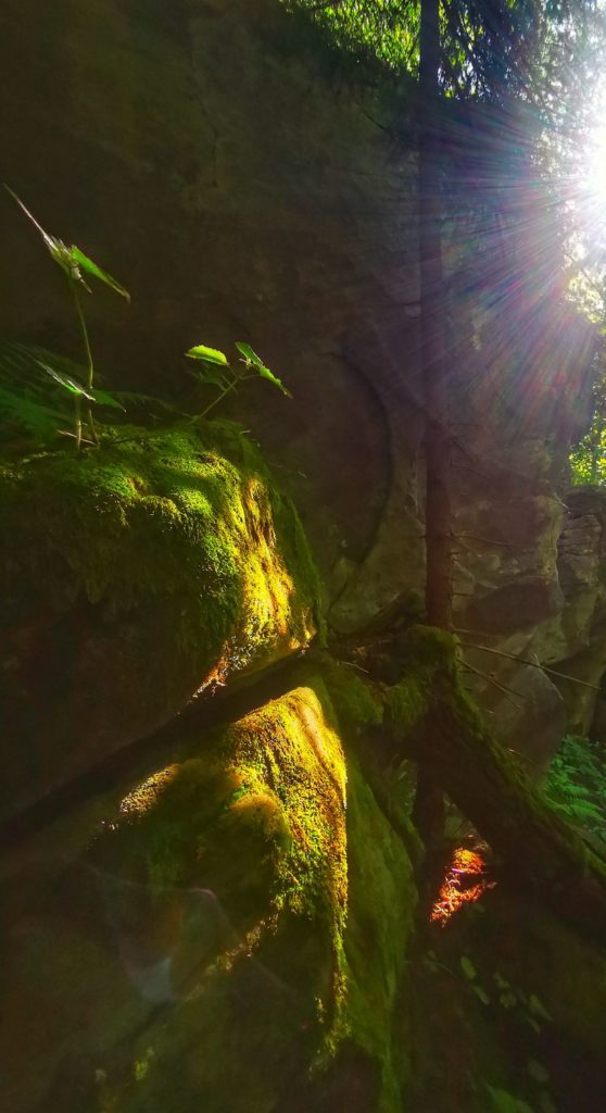 Beskid Mały szlak zielony - Kozie Skały oświetlone przez słońce, las