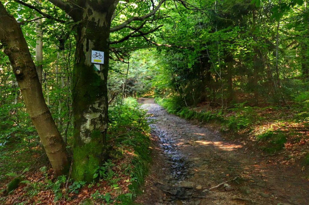 Droga leśna, oznaczenie na drzewie szlaku żółtego rowerowego i zielonego spacerowego na Słowiankę