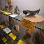 Gablotka z eksponatami, Muzeum Mineralogiczne Szklarska Poręba