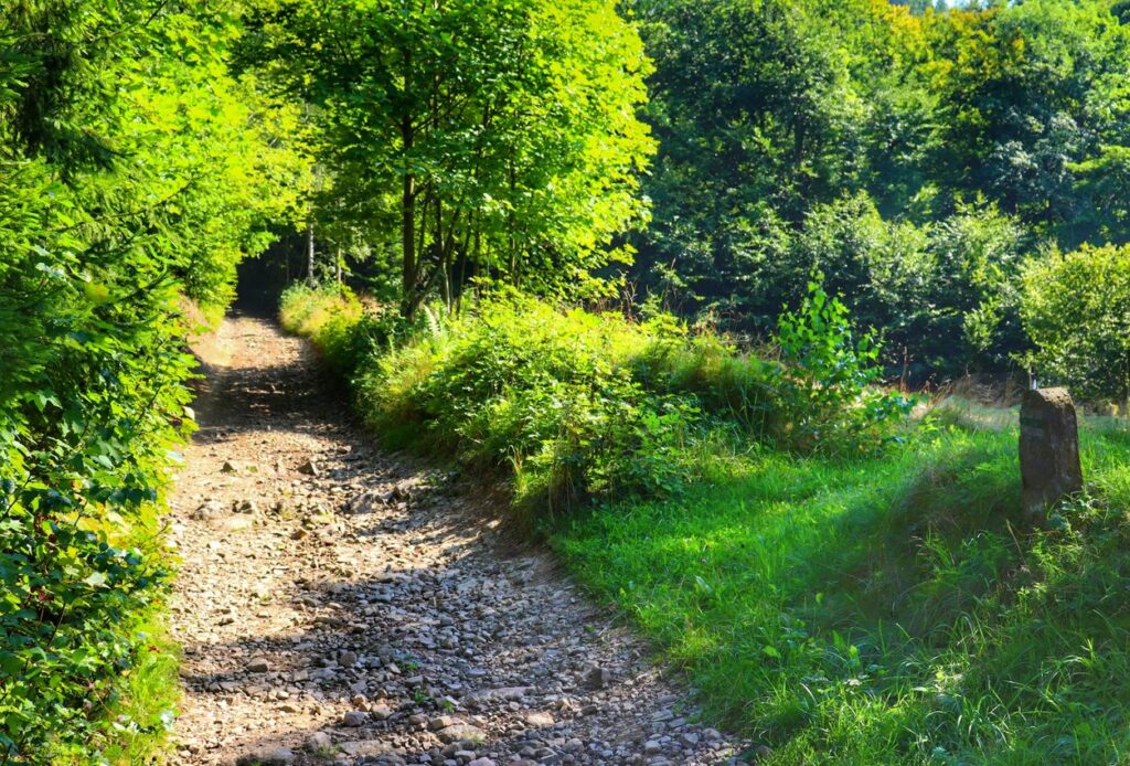 Kamienista droga na zielonym szlaku spacerowym i żółtym szlaku rowerowym z Brzuśnika na Słowiankę