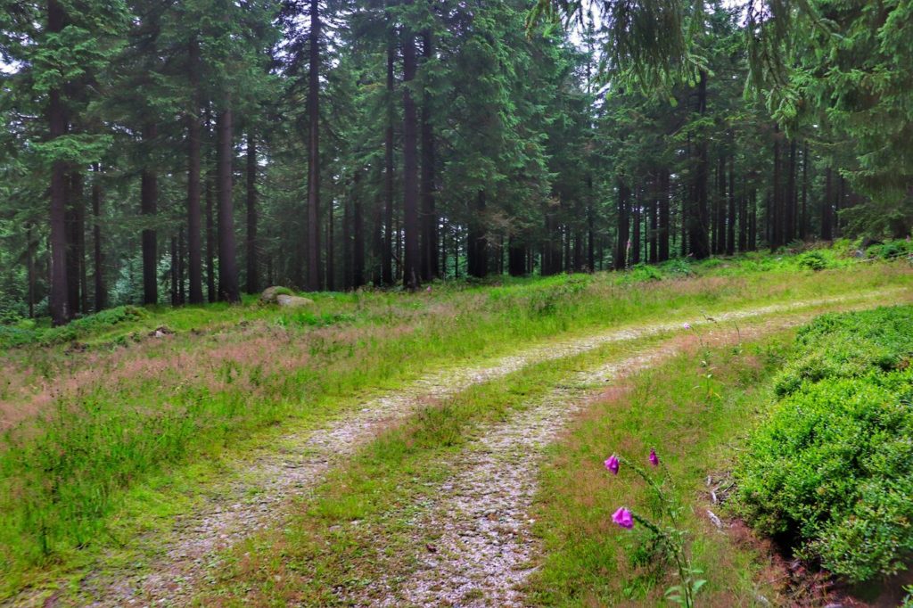 Karkonoski las, okolice szczytu Babiniec, szeroka droga leśna