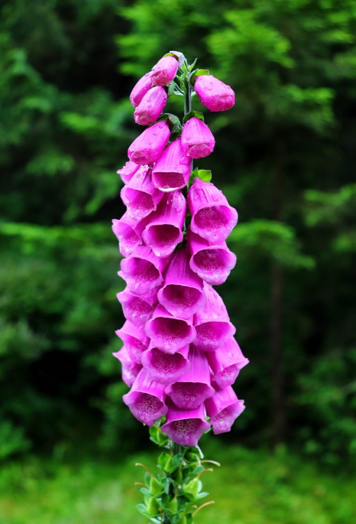 Naparstnica purpurowa - roślina, karkonoski las