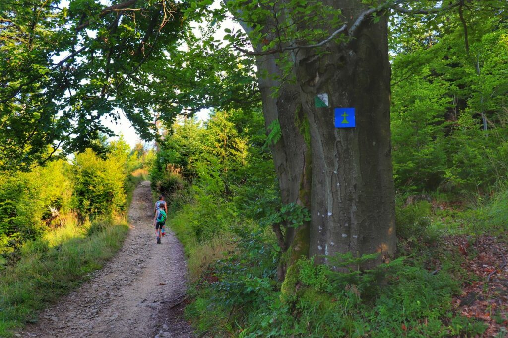 Szeroka, utwardzona droga na zielonym szlaku spacerowym na Słowiankę w Beskidach