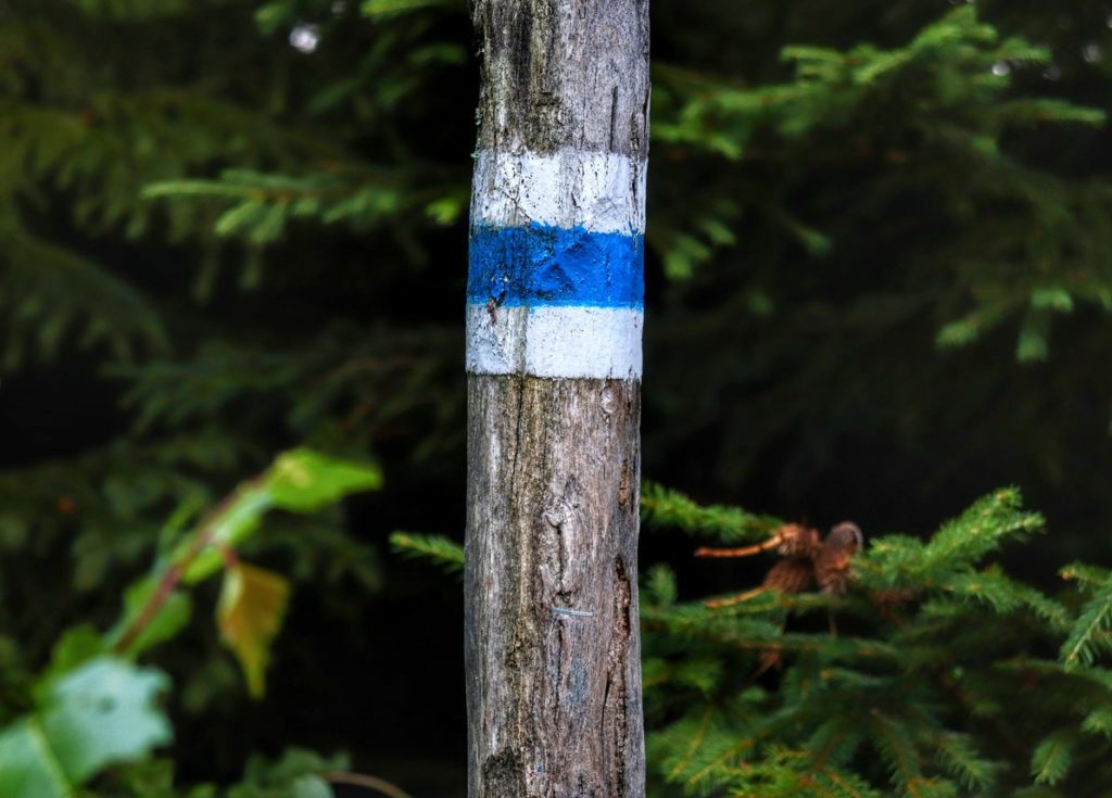 Słupek, oznaczenie niebieskiego szlaku na Halę Radziechowską w Beskidach