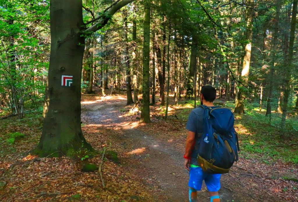 Turysta wędrujący po Beskidzie Małym, las, szlak czerwony i szlak zielony, Kozie Skały