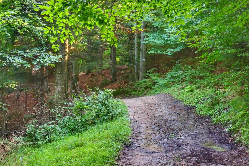 Utwardzona droga idąca przez las
