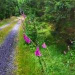 Utwardzona i prosta droga leśna w Karkonoszach