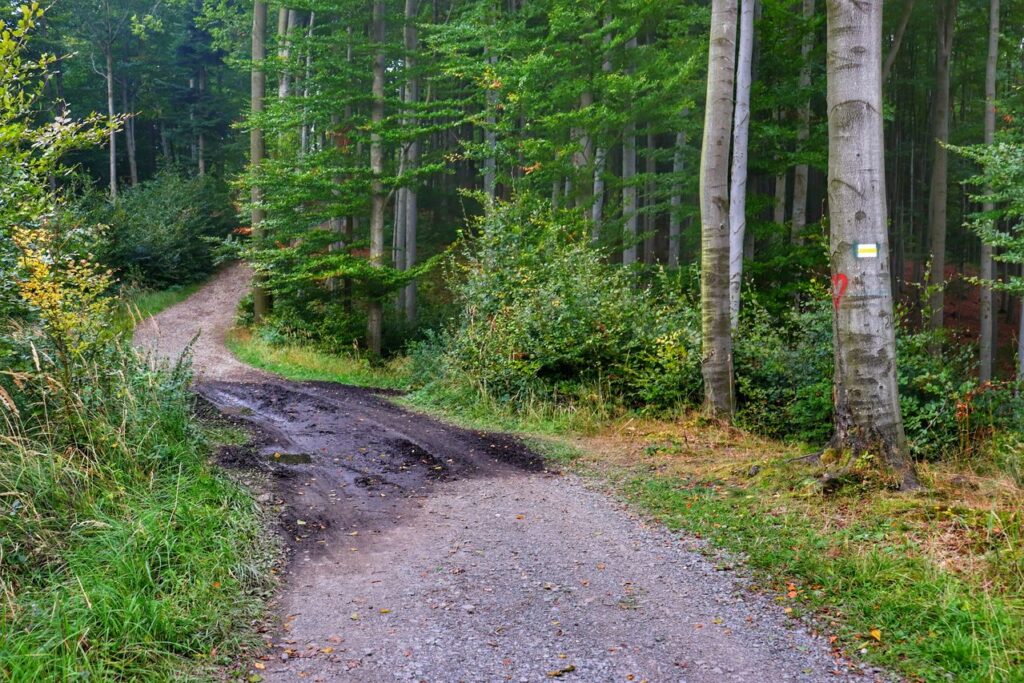 Szeroka droga prowadząca przez beskidzki las, żółty szlak w Wiśle