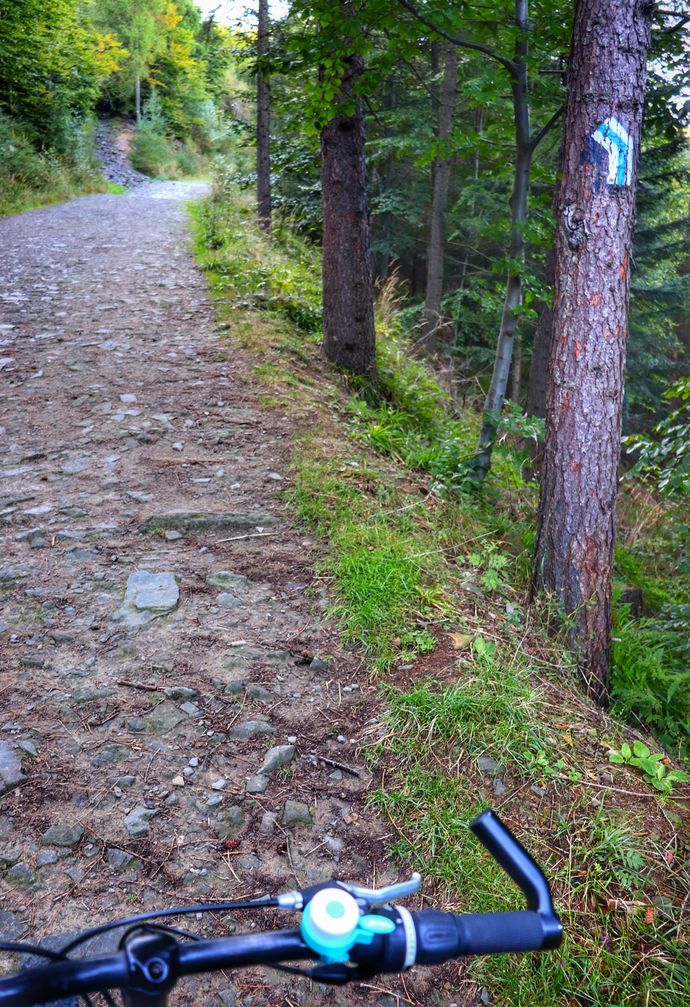 Droga leśna na szlaku niebieskim biegnącym z Przełęczy Przegibek, rower