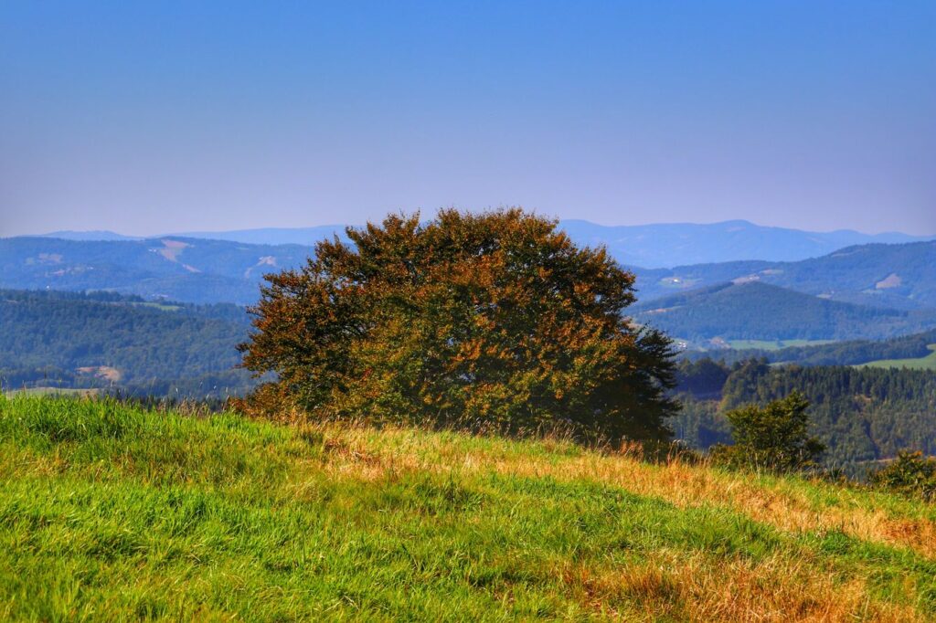 Drzewo, krajobraz górski, Hala Jaworowa - Beskid Śląski