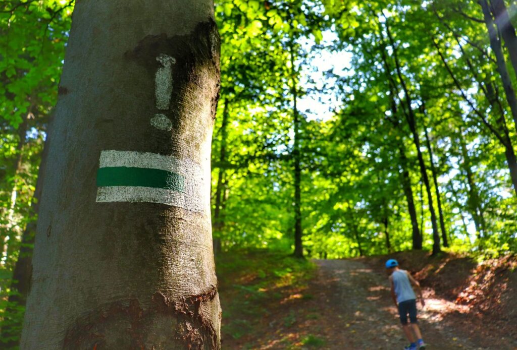 Oznaczenie na drzewie szlaku zielonego z wykrzyknikiem, w tle leśna droga, dziecko